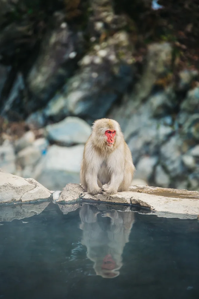 Making the Trek To See the Wild Snow Monkeys in Japan - Travel Pockets